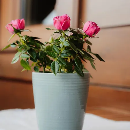 Spreitzhof - * シュラートミンク